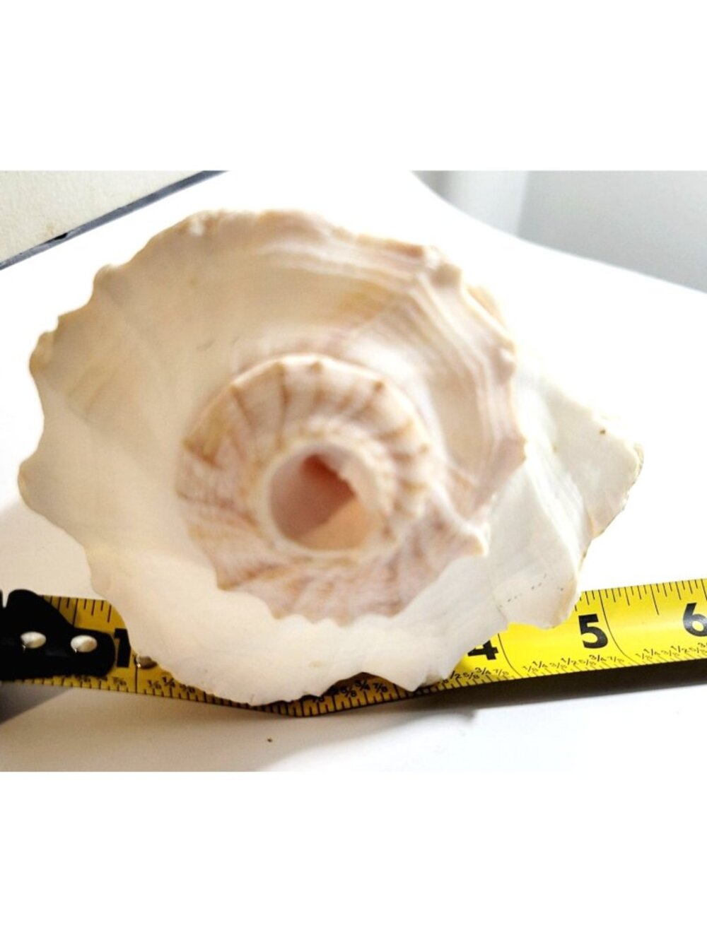 Pair of Vintage Conch Shells Beach House Decor 7.5" or Crafters Seashells - Picture 13 of 14